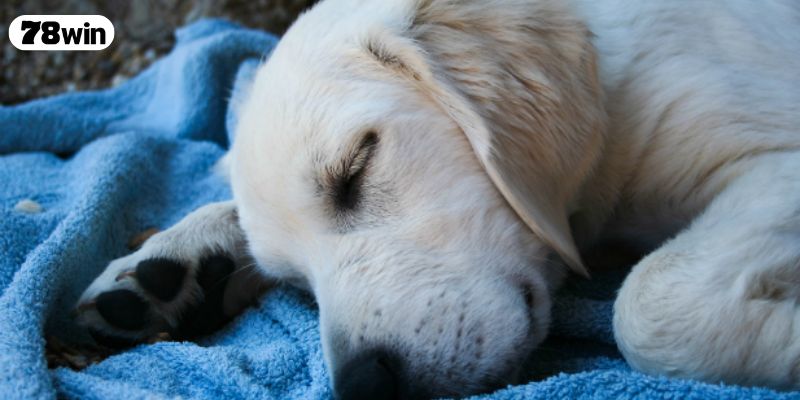 Giải mã ý nghĩa chung khi nằm mơ thấy chó